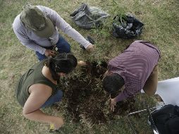 El Congreso de Tamaulipas estableció como requisito para la obtención de un título profesional, sembrar un árbol. EL INFORMADOR / ARCHIVO