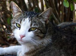 La dueña de Mia, Susana Álvarez, de 62 años, huyó en medio del derrumbe sin tener tiempo de llevarse consigo a su mascota. ''Estoy sola, no tengo a nadie'', dijo en entrevistada por un diario neoyorquino. NTX / ARCHIVO