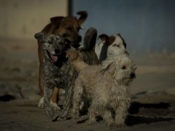 La perrita, de siete meses de edad, se mantiene estable tras ser operada. EL INFORMADOR/ARCHIVO