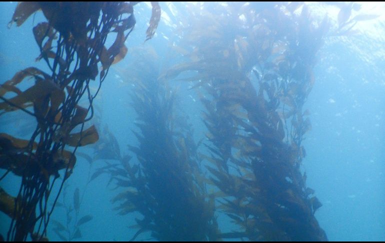 Se le considera una especie fotosintética. EFE/ ARCHIVO