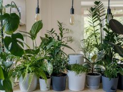 Conoce las plantas que pueden repeler a los mosquitos. ESPECIAL/Photo by Vadim Kaipov on Unsplash.