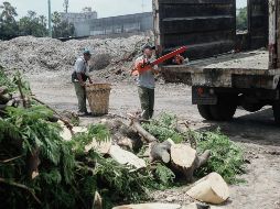 En un día de tormenta caen hasta 80 árboles. EL INFORMADOR/G. Gallo
