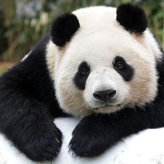 El panda gigante deja de estar en peligro de extinción: ¿cómo hizo China para lograr salvar su "tesoro nacional"?