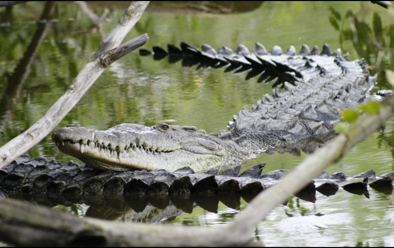 Se ofrece recompensa para quien encuentre al animal. NTX/ ARCHIVO