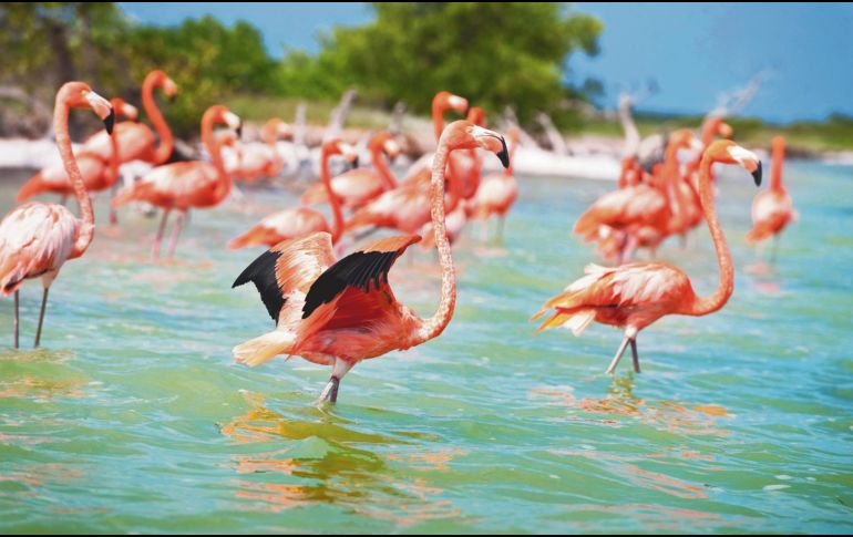 CELESTÚN. El flamenco rosa siempre le otorga un toque muy especial a cada visitante. CORTESÍA/ SECRETARÍA DEL FOMENTO TURÍSTICO DE YUCATÁN