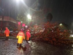 El árbol cayó en el cruce de las calles Fermín Riestra y Calzada Federalismo, lo que provocó el cierre a la circulación. ESPECIAL / Bomberos de Guadalajara