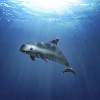 Gobierno de México pone fin a zona libre de pesca para vaquitas marinas