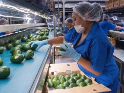 De la suma total de exportaciones generada, la agroindustria alcanzó los 9 mil millones de dólares. NTX/ARCHIVO