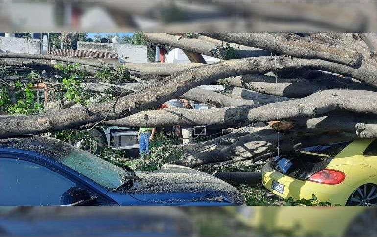 Hasta las 12:00 horas de hoy martes, personal de Parques y Jardines de Guadalajara acudió al lugar para levantar los árboles. ESPECIAL /