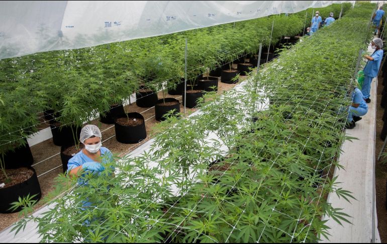 La legalización también ayudará a la creación de derivados no sicoactivos. AP/ ARCHIVO