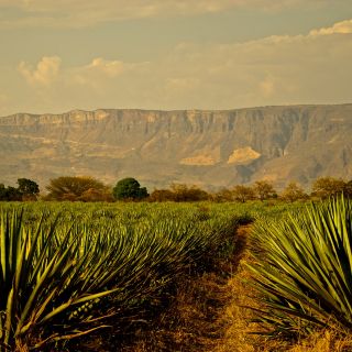 Diferencias entre el tequila y el mezcal