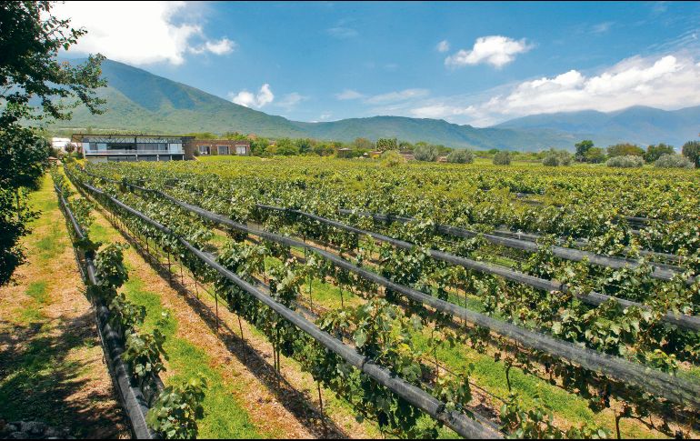 FINCA LA ESTREMANCIA. El sueño inició con una casa de campo y ahora es un terreno lleno de vides. EL INFORMADOR/ A.CAMACHO