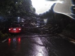 Alrededor de árboles se cayeron en distintos puntos de la ciudad, informó Bomberos de Guadalajara. ESPECIAL / Bomberos de Guadalajara