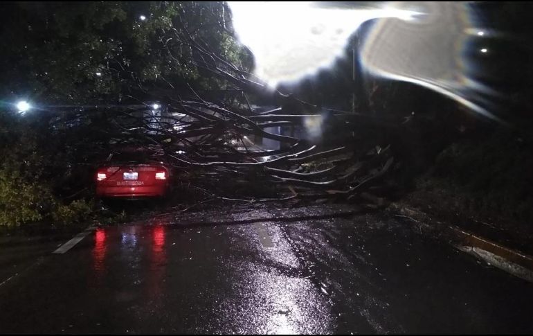 Alrededor de árboles se cayeron en distintos puntos de la ciudad, informó Bomberos de Guadalajara. ESPECIAL / Bomberos de Guadalajara