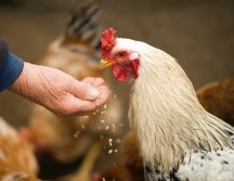 Un adulto mayor que requirió una cirugía de próstata ofreció dos gallinas en pago a su médico. ESPECIAL/PEXELS