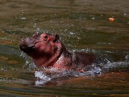 El bebé aún sin nombre festejó este jueves su primer mes de vida. EFE/F. Guasco