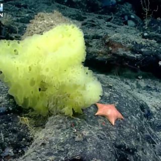 ¡"Bob Esponja" y "Patricio Estrella" existen! Científicos lo comprueban