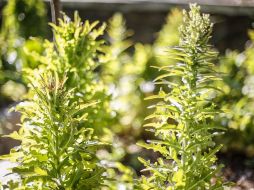 Solicitan  a la Secretaría de Salud Jalisco que vigile los centros hospitalarios respecto de la incidencia de personas con síntomas de intoxicación por herbicidas en la zona. EL INFORMADOR/ARCHIVO