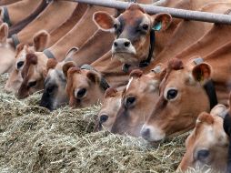 La pareja ganadora del oro en bádminton, uno de los deportes más practicados en Indonesia, ha recibido premios increíbles, entre ellos cinco vacas y café gratis de por vida. AP / ARCHIVO