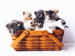 Este 8 de agosto se conmemora el Día Internacional del Gato. ESPECIAL/Photo by The Lucky Neko on Unsplash.