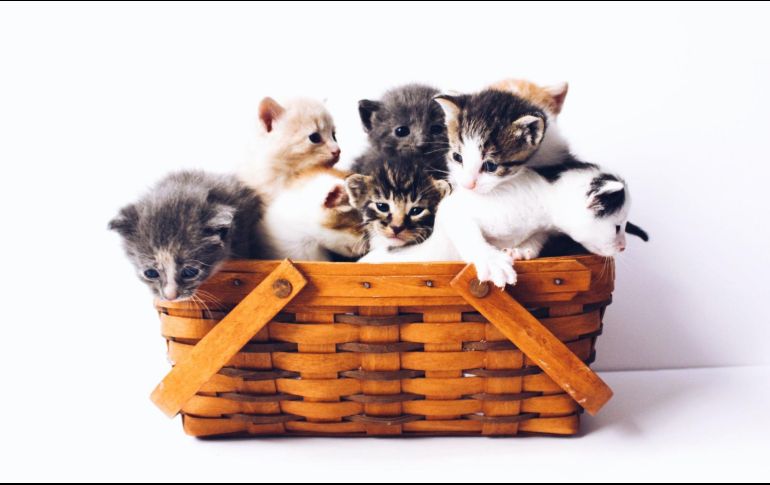 Este 8 de agosto se conmemora el Día Internacional del Gato. ESPECIAL/Photo by The Lucky Neko on Unsplash.