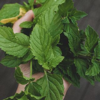10 plantas útiles como remedios naturales contra los cólicos