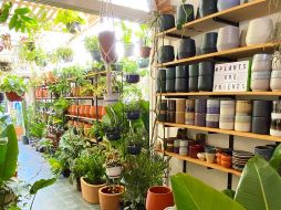 Ahuehuete Plant Shop & Coffee Guadalajara. CORTESÍA