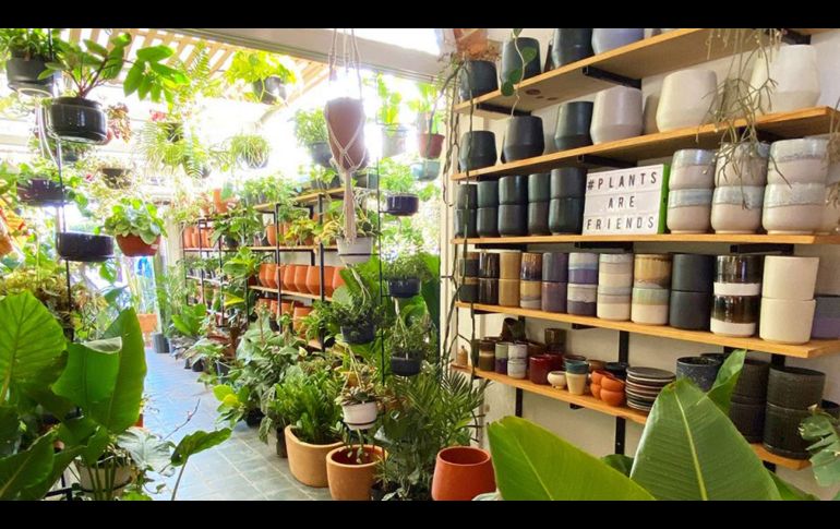 Ahuehuete Plant Shop & Coffee Guadalajara. CORTESÍA