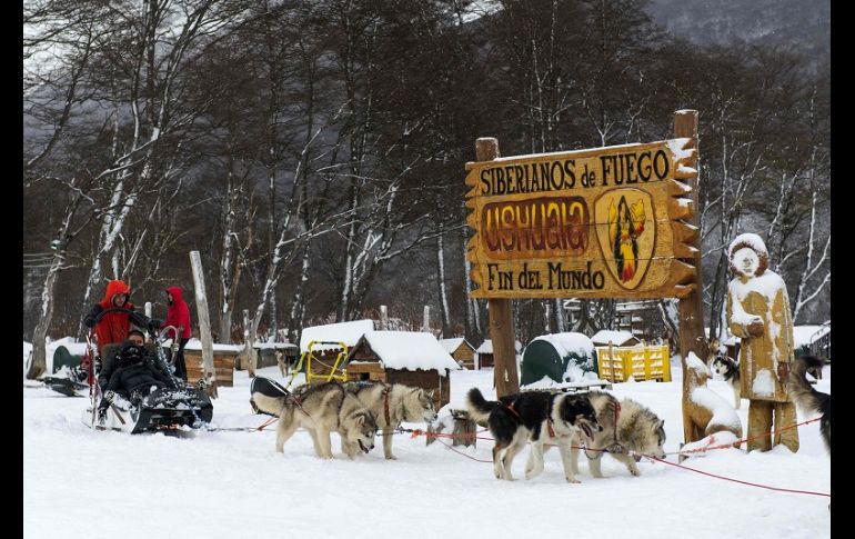 Los 152 perros de la raza husky siberiana y alaskan consumen una tonelada y media de alimento balanceado al mes, pero lo que más necesitan es ejercicio y cuidados. AFP/A. Delelisi