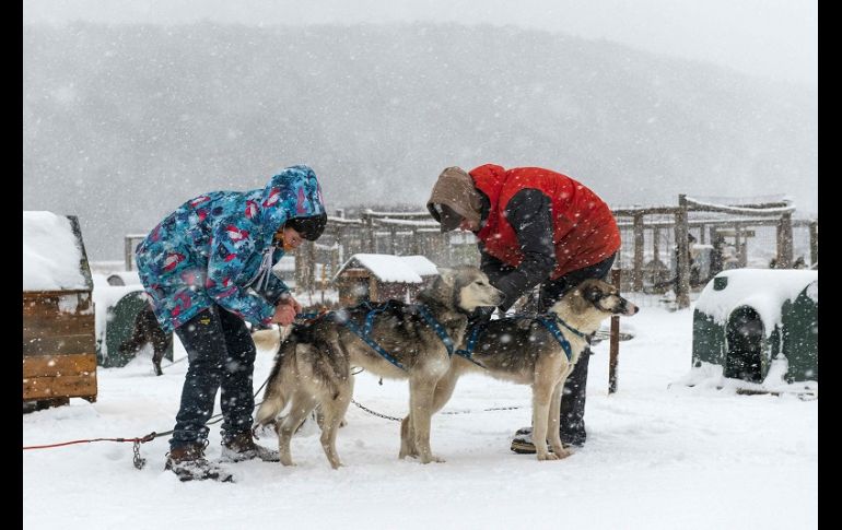 Los 152 perros de la raza husky siberiana y alaskan consumen una tonelada y media de alimento balanceado al mes, pero lo que más necesitan es ejercicio y cuidados. AFP/A. Delelisi