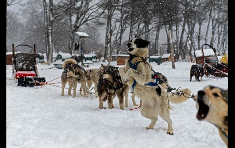 Los 152 perros de la raza husky siberiana y alaskan consumen una tonelada y media de alimento balanceado al mes, pero lo que más necesitan es ejercicio y cuidados. AFP/A. Delelisi