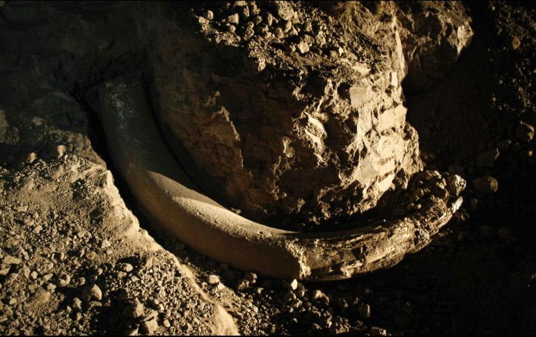 Los colmillos de los mamuts registraban información diaria con su crecimiento. EFE/ARCHIVO