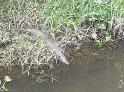 Rescatan a cocodrilo en un canal pluvial de Tlajomulco