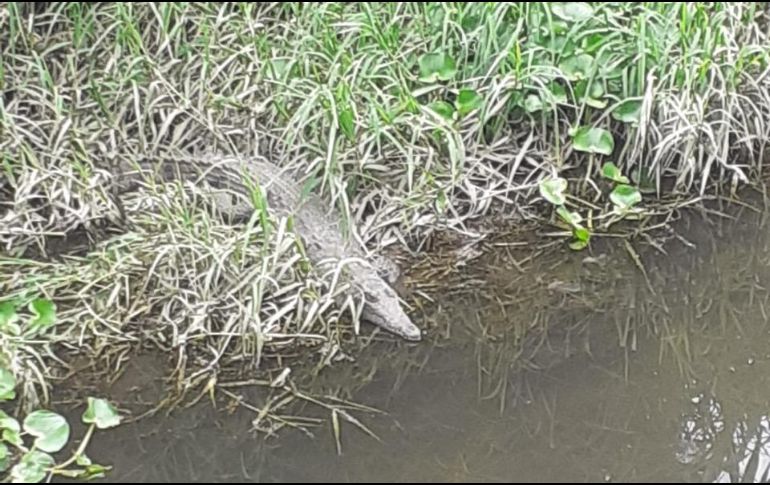 Hasta el momento se desconoce a ciencia cierta de dónde pudo haber salido el cocodrilo. ESPECIAL /