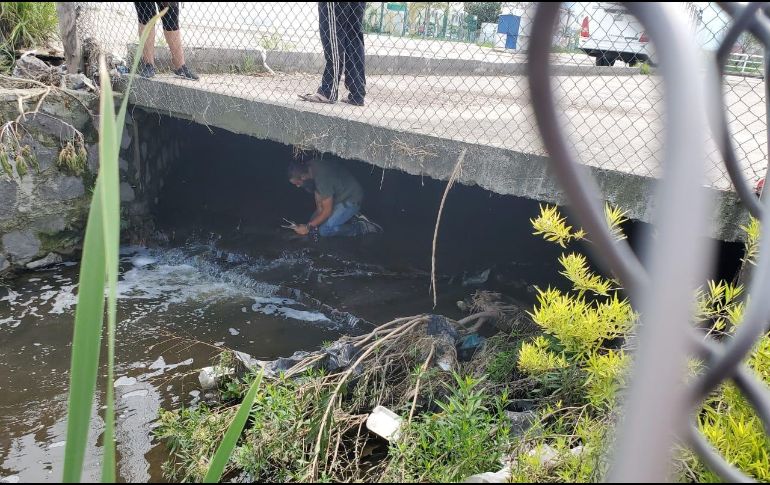 Hasta el momento se desconoce a ciencia cierta de dónde pudo haber salido el cocodrilo. ESPECIAL /