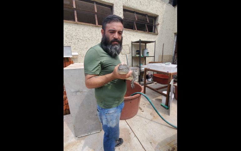 Hasta el momento se desconoce a ciencia cierta de dónde pudo haber salido el cocodrilo. ESPECIAL /