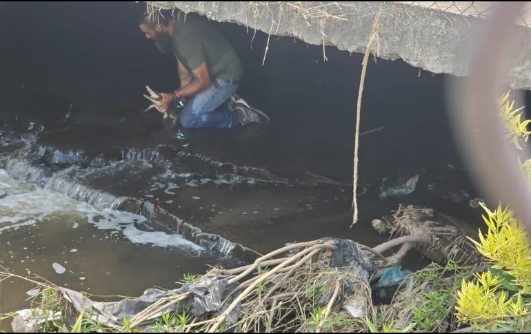Hasta el momento se desconoce a ciencia cierta de dónde pudo haber salido el cocodrilo. ESPECIAL /