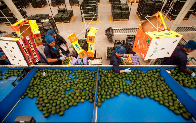 México mantiene un superávit de 4 mil 857 millones de dólares. EFE/Secretaría de Agreicultura y Desarrollo Rural