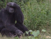 Cuando llega el horario de cierre Chita suele aislarse de sus compañeros. ESPECIAL/PEXELS.