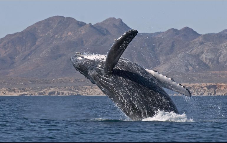 No todas las ANP son de acceso público así que antes de visitar alguna revisa su disponibilidad. EFE / ARCHIVO