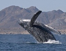 No todas las ANP son de acceso público así que antes de visitar alguna revisa su disponibilidad. EFE / ARCHIVO