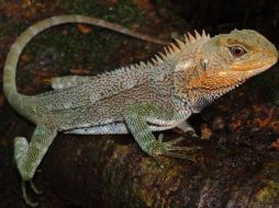 ¡Conoce a la nueva especie descubierta en esta región!. INSTAGRAM/ @sernanp