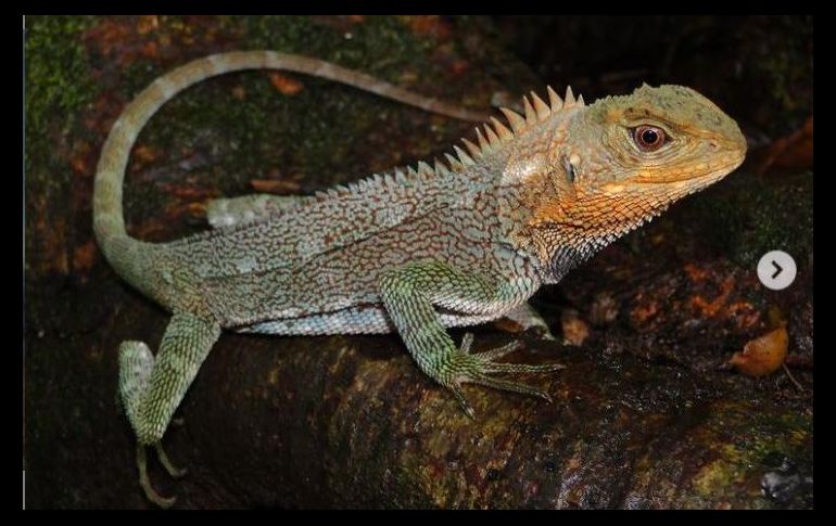¡Conoce a la nueva especie descubierta en esta región!. INSTAGRAM/ @sernanp