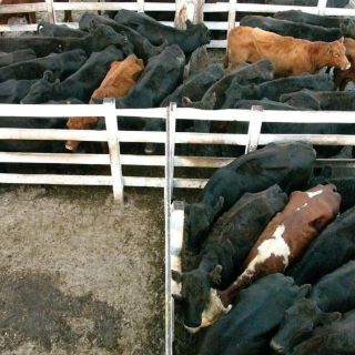 Argentina extiende restricción a exportaciones de carne vacuna