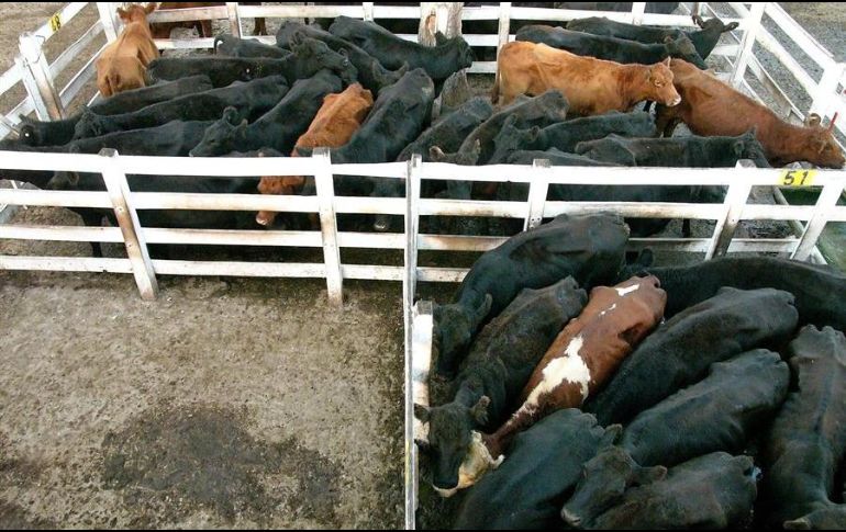 Luego de la medida oficial adoptada en mayo, en junio se anunció la reapertura paulatina de exportaciones con un sistema de cupos. EFE/ARCHIVO