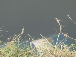 Paramédicos de los Servicios Médicos Municipales de Tlajomulco calculan que el cuerpo tiene dos días de evolución cadavérica. EL INFORMADOR/ARCHIVO