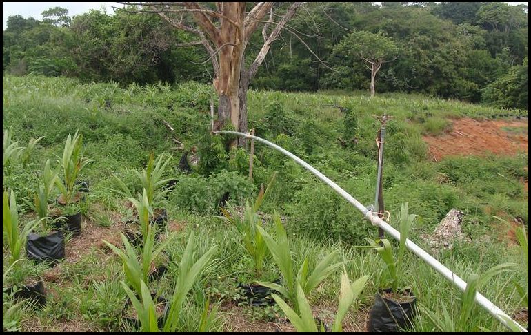Los daños para la agroindustria jalisciense serían severos si no se controla la propagación del insecto. NTX/ARCHIVO