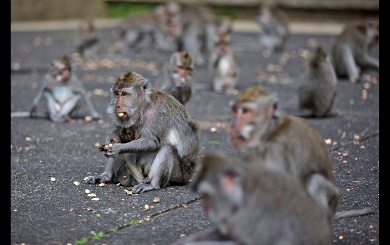 Los habitantes temen que los animales se vuelvan salvajes y violentos en su intento por conseguir alimentos. AP/F. Lisnawati
