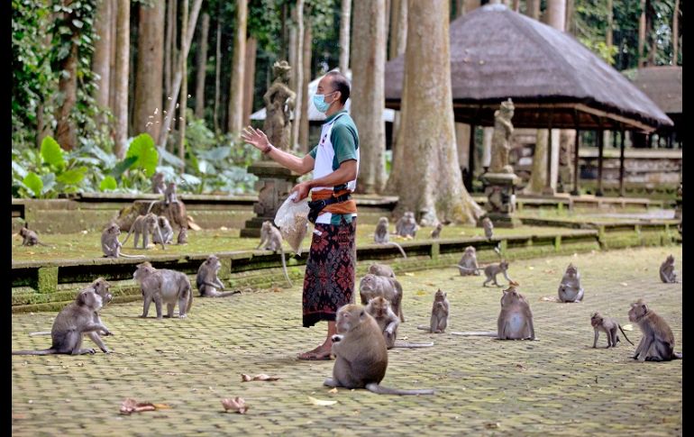 Los habitantes temen que los animales se vuelvan salvajes y violentos en su intento por conseguir alimentos. AP/F. Lisnawati