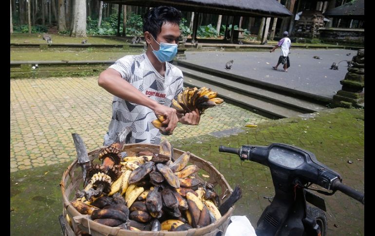 Los habitantes temen que los animales se vuelvan salvajes y violentos en su intento por conseguir alimentos. AP/F. Lisnawati